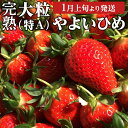 【ふるさと納税】 《 2025年1月上旬発送開始 》 完熟 やよいひめ 約280g×2～4パック 国産 いちご イチゴ 苺 果物 フルーツ 茨城県産 KEK