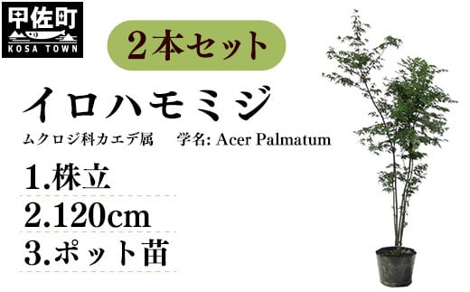 
イロハモミジ（伊呂波紅葉）苗木 株立 樹高1.2m前後 2本セット ポット苗 シンボルツリー 落葉樹 植木 庭木
