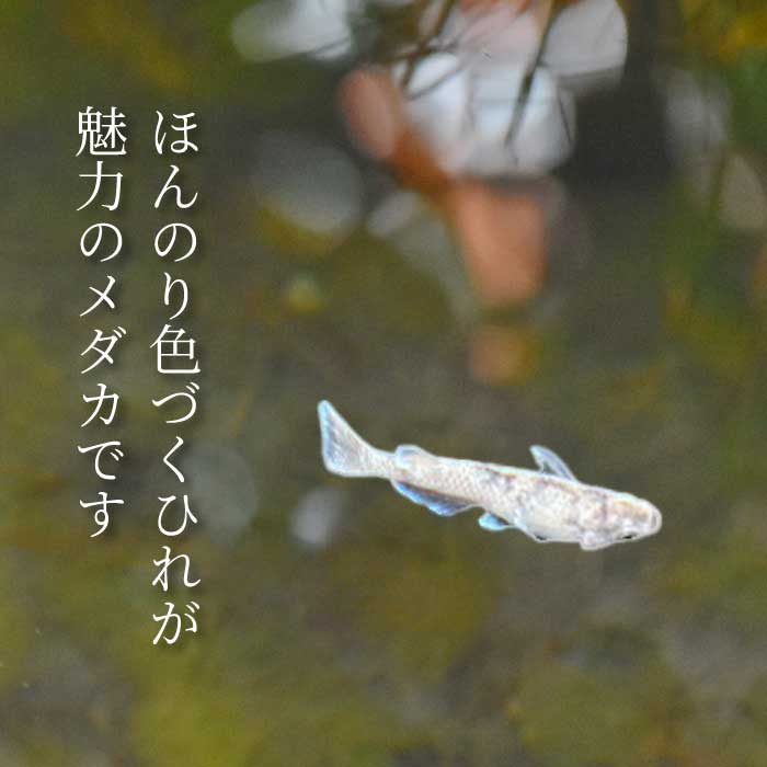ジャスミン ミオ 2匹（雄・雌 各1匹）めだか メダカ 飼育 生体 観賞魚 魚 ペット おまかせ ミックス おすすめ 水槽 インテリア 生物 鑑賞 熱帯魚 アクアリウム 熱帯 淡水魚 243007