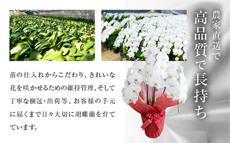 中村洋ランの胡蝶蘭　大輪　3本立ち　ピンク ／ お花 生花 室内装飾 愛知県 特産品 産地直送 田原市 渥美半島