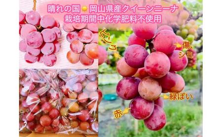 ぶどう 2026年  クイーンニーナ シャインマスカット 秀品 粒だけ 約3kg 農林大臣賞受賞 岡山 国産 果物 フルーツ シャイン マスカット2026年8月上旬から発送