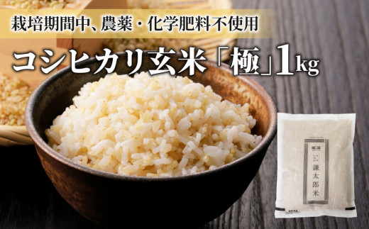 【令和8年産 新米】八重原産コシヒカリ 玄米「謙太郎米・極」（栽培期間中農薬・化学肥料不使用）お試し1kg【太陽と大地】