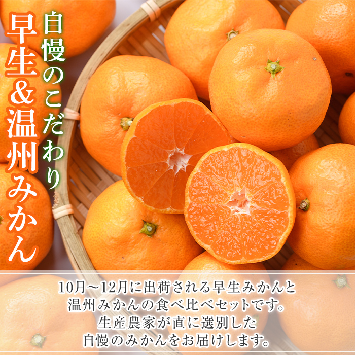 ＜先行予約受付中！2026年12月上旬以降順次発送予定＞ 数量限定！早生・温州ミカン食べ比べセット(合計10kg・各5kg) 国産 フルーツ 果物 蜜柑 柑橘【三笠農業生産】akn051-13