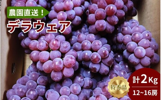【農園直送！】種無ぶどう（デラウェア）２ｋｇ　特秀品　0044-2601