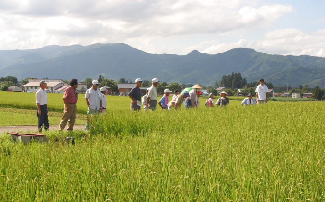 【3ヶ月定期便】【令和7年産】魚沼産コシヒカリ 特別栽培米 津南町認証米 10kg(5kg×2袋) 新潟県 津南町 大阪屋商店