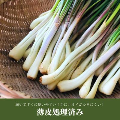 ふるさと納税 国頭村 【2026年2月中旬から順次発送】産地直送!沖縄おつまみの定番の島らっきょう1kg |  | 02