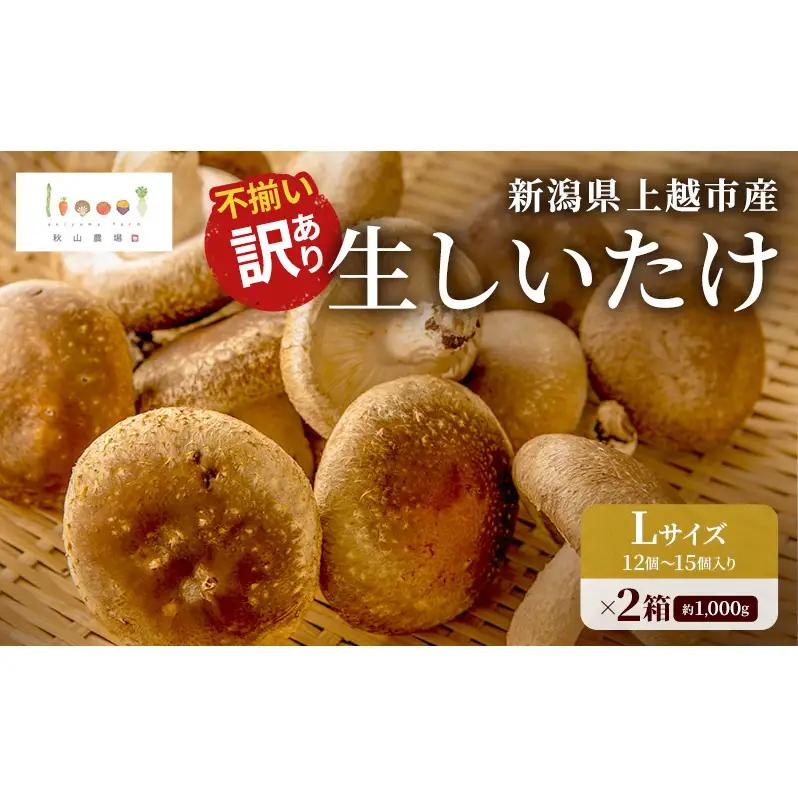 不揃い 訳あり 新潟県上越市産 肉厚 生しいたけ シイタケ 椎茸 約500g ×2箱（計約1kg） 秋山農場グリーンプロジェクト