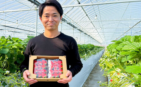 【R8年2月以降発送】いちごさん 240g×6パック 【8/12ICHIGOFARM】[IBR007]