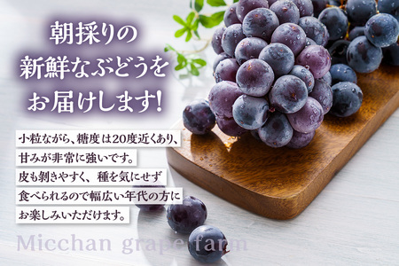 【先行予約】【2026年8月発送】東浦町産 種なし巨峰・約5kg（3kg＋2kg！）【みっちゃんぶどう園】