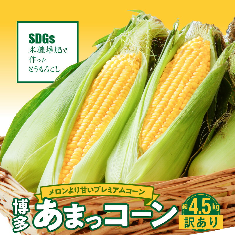 【ふるさと納税】ふくおかエコ農産物 産地直送 2026年6月より順次出荷 とうもろこし 訳あり 4.5kg 約 12本 〜 20本 メロンより甘い 博多あまっコーン 久留米産 ご家庭用 プレミアムコーン 甘い 平均糖度 20度 冷蔵配送 旬の味 野菜 酒見農産 お取り寄せ 久留米市 送料無料