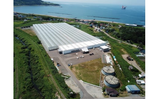 北海道産 上ノ国町寅福菜園の高リコピントマト「サステナブルトマト」　4㎏