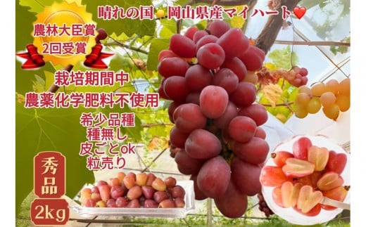 ぶどう 2026年  マイハート 秀品 粒だけ 約2kg  家庭用 ギフト 農林大臣賞2回受賞  贈答用 贈り物 岡山 果物 フルーツ  採りたて発送 農家直送 数量限定 新鮮 8月中旬から発送