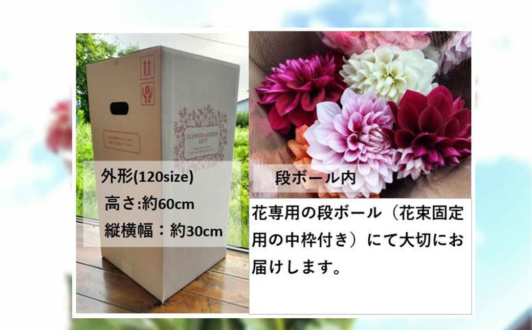 新鮮！綺麗！秋田のダリア〈5本花束〉　50P7804