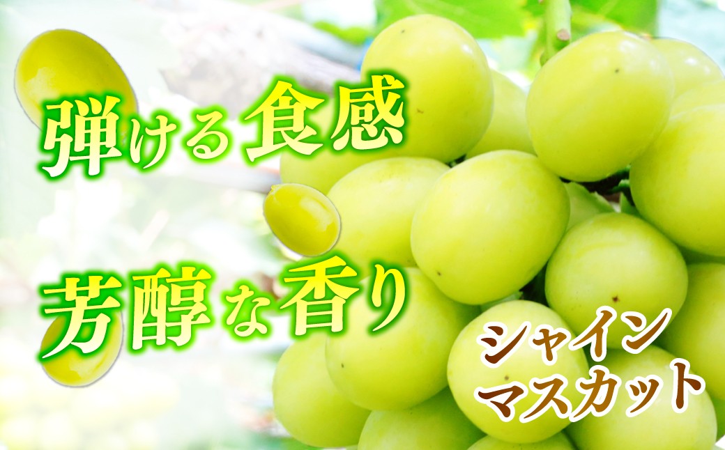 ぶどう 巨峰 葡萄 グレープ 果物 フルーツ 甘い おいしい 旬