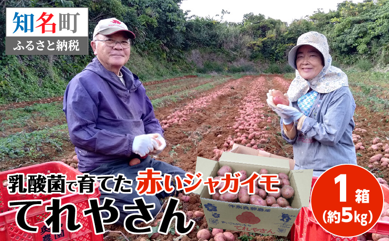 【1月お届け】人気の赤いジャガイモ　てれやさん　乳酸菌育ち！！