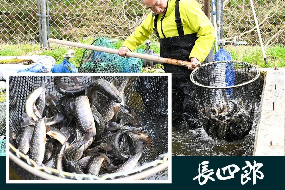 岩魚（イワナ）冷凍 内臓処理済み 10匹 長四郎