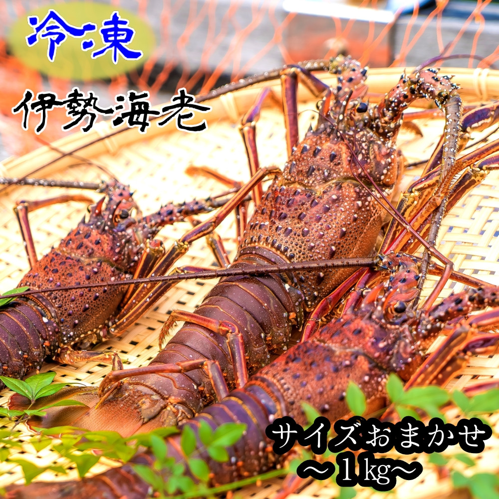 
                  10月中旬以降発送 冷凍 天然伊勢海老１kg（サイズおまかせ）高知県産 エビ 甲殻類 海鮮BBQ アウトドア キャンプ お祝い えび 伊勢えび イセエビ 刺身 お刺身 鍋 お味噌汁 冷凍配送 海鮮 魚介類 海の幸【R01672】
                
