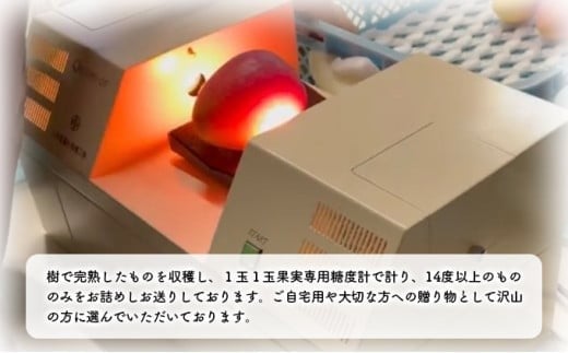 2026年 先行予約 アップルマンゴー 約4kg 8～12玉入り 八重山マンゴー品評会総合1位を計3回獲得！高糖度保証！農園ファイミール 濃厚 果物 フルーツ 約4kg (8～12玉)