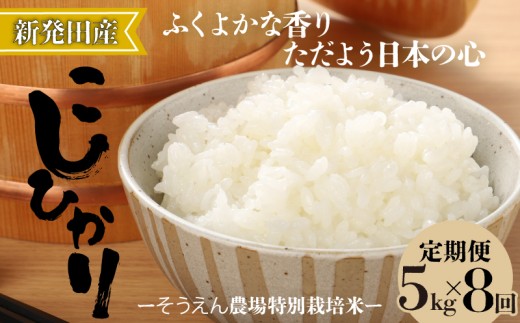 コシヒカリ 新潟 定期便 令和8年産 5kg 8ヶ月 新潟県産 コシヒカリ 5㎏×8か月 新潟県 新潟産 定期便 新潟米 新発田産 新発田 お米 米 そうえん米コシヒカリ 5kg 40kg 8か月 定期便 数量限定 とんとん市場 せいだ 新潟県 新発田市 とんとん市場のお米 seidaSO007