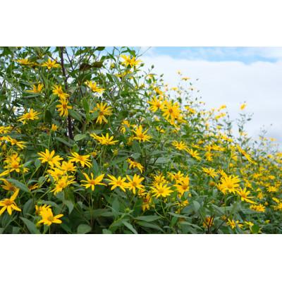 ふるさと納税 城里町 菊芋(きくいも)健康野菜5kg |  | 01