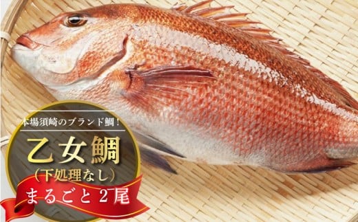 鯛 まるごと 2尾 ( 2kg ～ 2.5kg ) 産地直送 高知県 乙女鯛 小島水産 ブランド鯛 新鮮 魚 鮮魚 ブランド 尾頭付き 刺身 お刺身 鯛めし 鯛鍋 鯛しゃぶ パエリア 高知県 須崎市 お祝い 贈答 ギフト 年賀 お中元 お歳暮 お食い初め 父の日 母の日 敬老の日 魚 鮮魚 海鮮 ブランド 乙女鯛 2匹 刺身 鯛めし たい 鯛 新鮮 高知県 須崎市 KS013_x