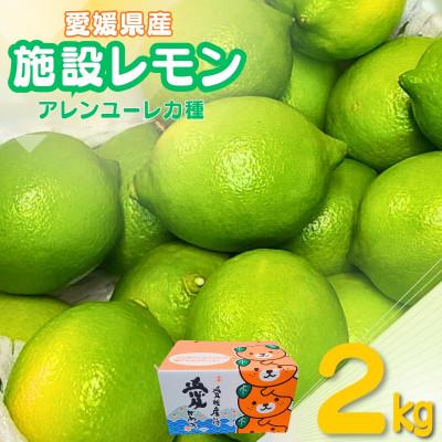 ふるさと納税 伊予市 施設レモン　2kg(S~Mサイズ)