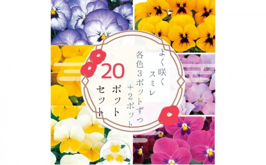 
                  パンジー花苗セット　よく咲くスミレ20ポットセット /花　パンジー　よく咲くスミレ　花苗　花き品評会理事長賞受賞生産者直送　ガーデニング 花壇 苗 苗木 花の苗 花の苗物
                