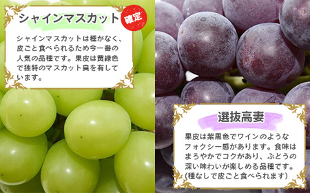 《シャインマスカットが必ず入る！》人気のぶどう 食べ比べセット 計2房（計1kg以上）品種おまかせ 山形産【2025年9月中旬頃～10月下旬頃発送予定】　015-B-JF013