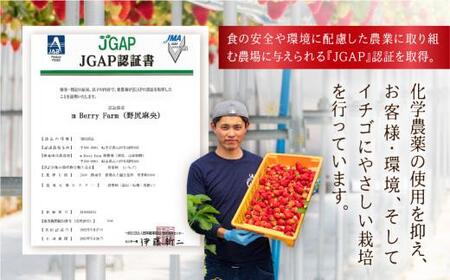【数量限定】先行予約 いちご【3月・4月限定発送】朝摘み! 濃厚 紅ほっぺ 約900g～1kg | 産地直送 農家直送 2パック 苺 イチゴ 数量限定 果物 フルーツ 新鮮 春 旬 国産 飛騨高山 m