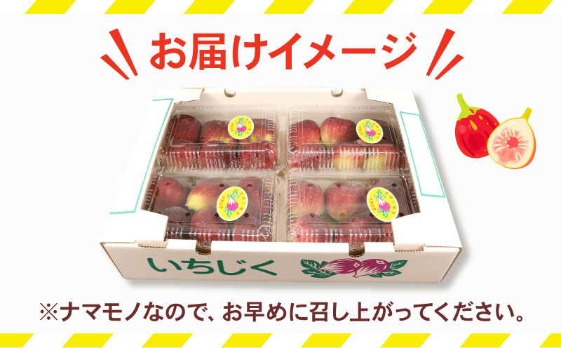 訳あり いちじく 1 ～ 1.2kg 南予ファーム 先行予約 訳有り イチジク わけあり 無花果 果物 くだもの フルーツ 果実 プチプチ 食感 甘い お菓子 スイーツ 作り ジャム スムージー デザ