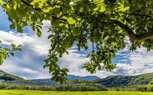 
                  8-008-009　とにかくすっぱい料理りんご「ブラムリー」 3kg
                
