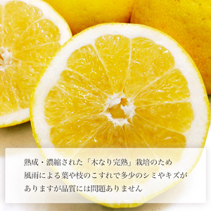 【2026年4月上旬頃から発送】 河内晩柑 優品 家庭用 約３kg｜和製グレープフルーツ 木成り熟成 爽やか みかん ミカン 蜜柑 甘い 酸味 数量限定 期間限定 愛媛県産 甘み 香り 柑橘 松山市 