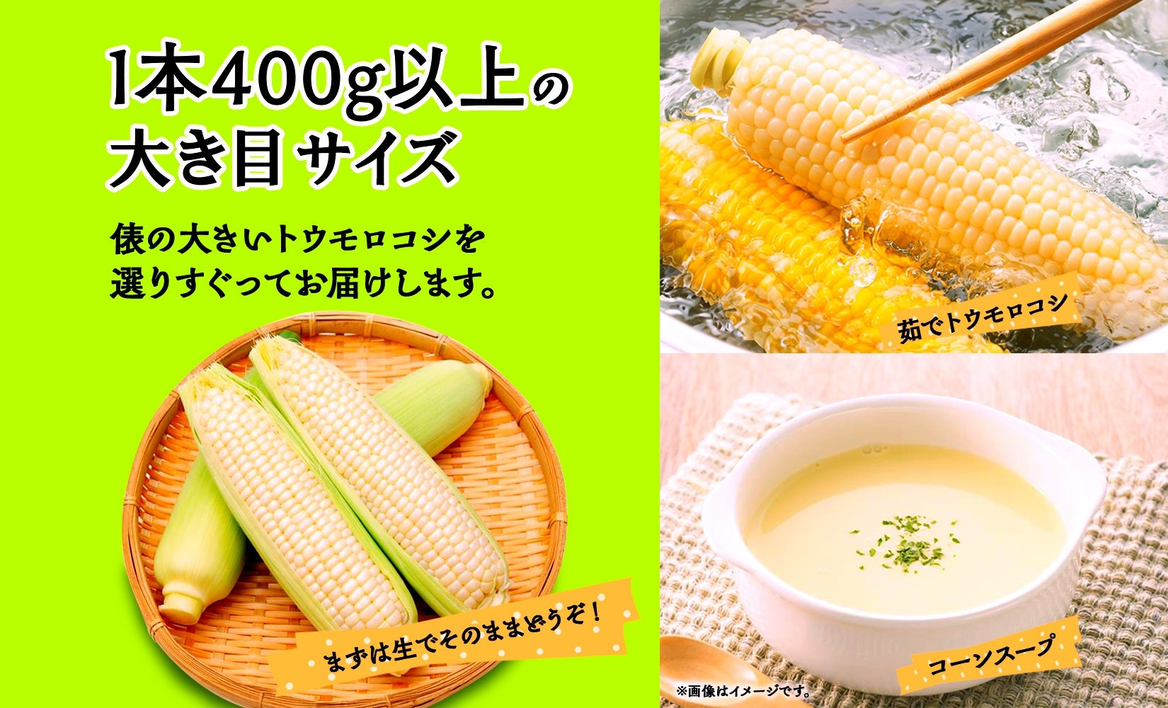 とうもろこし 白い恵味 ホワイト 400g以上×12本 計4.8kg以上 高糖度 トウモロコシ スイートコーン 玉蜀黍 白 夏野菜 ジューシー 野菜 おやつ 甘い 旬 産地直送 送料無料 湖南野菜出荷