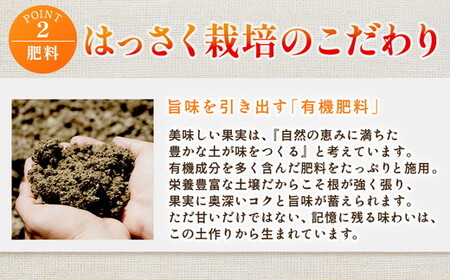 ＜4月より発送＞家庭用 樹上完熟はっさく7.5kg+250g（傷み補償分）有田の春みかん・五月八朔・さつきはっさく・木生りはっさく・きなりはっさく【光センサー選別】訳あり