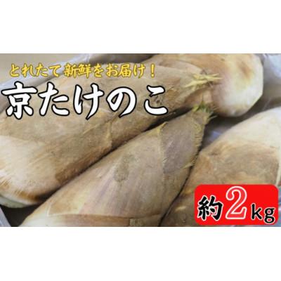 ふるさと納税 京都府 【先行予約・期間限定】2026年産 京たけのこ 約2kg 2〜6本 ( 家庭用・贈答用向き)