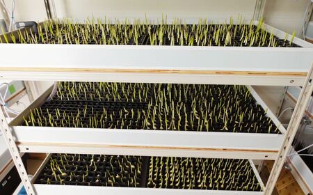 にんにくスプラウト10袋セット