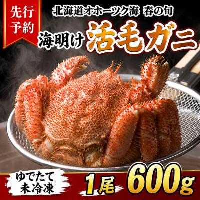 ふるさと納税 旭川市 【先行予約】北海道オホーツク産海明け活毛ガニボイル未冷凍チルド冷蔵配送600g前後×1尾_05668