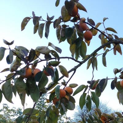 ふるさと納税 橋本市 【先行受付】和歌山県産　富有柿(贈答用)　2Lサイズ　3kg |  | 01