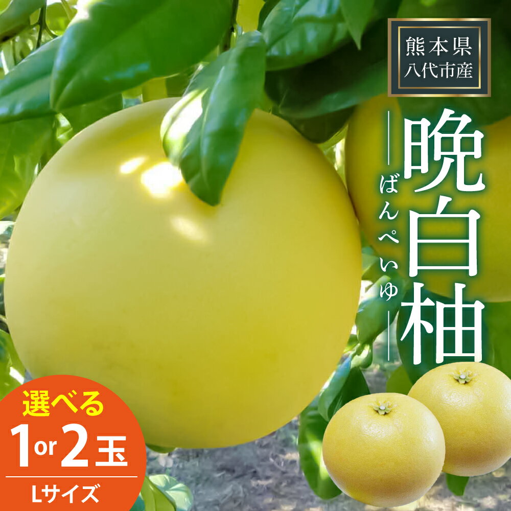 【ふるさと納税】【先行予約】【選べる玉数】晩白柚 1玉～2玉 Lサイズ ばんぺいゆ 柑橘 八代市産 特産品 果物 フルーツ 青果物 送料無料【2025年12月下旬より順次発送】