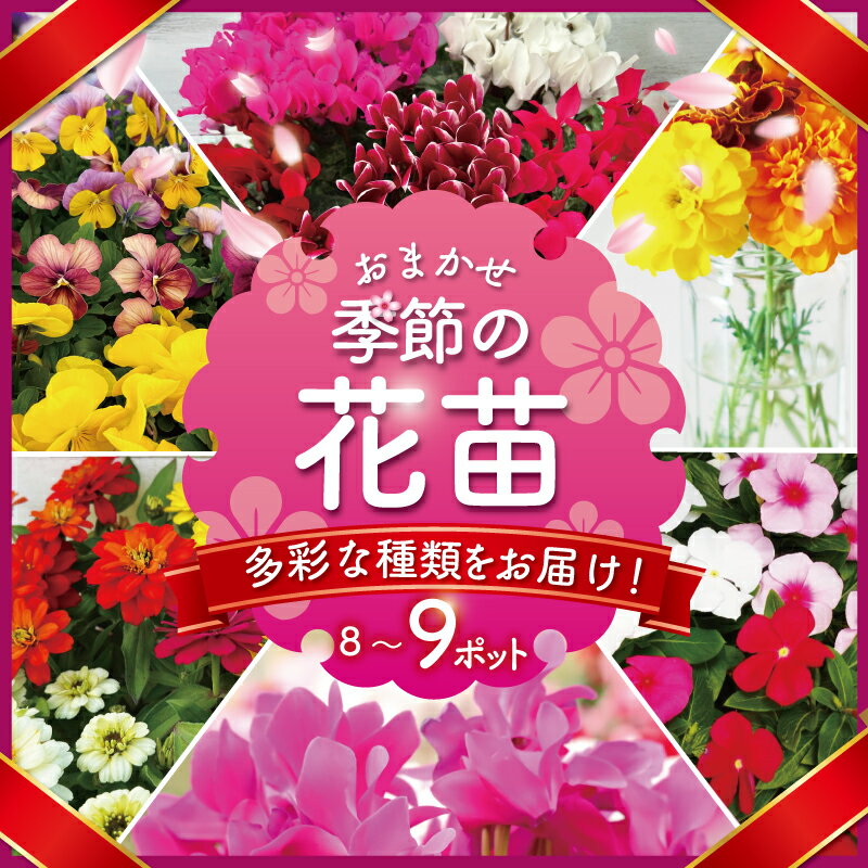 【ふるさと納税】 季節 の 花苗 おまかせ 8～9 ポット 生産農場 直送 寄せ植え ガーデニング 緑 花 はな hana ベゴニアダブレット 多粒まき マリーゴールド サンビタリア ミックスポット カリブラコア ビオラDJ ガーデンシクラメン 苗 植物 渡辺花園 神奈川 湘南 藤沢