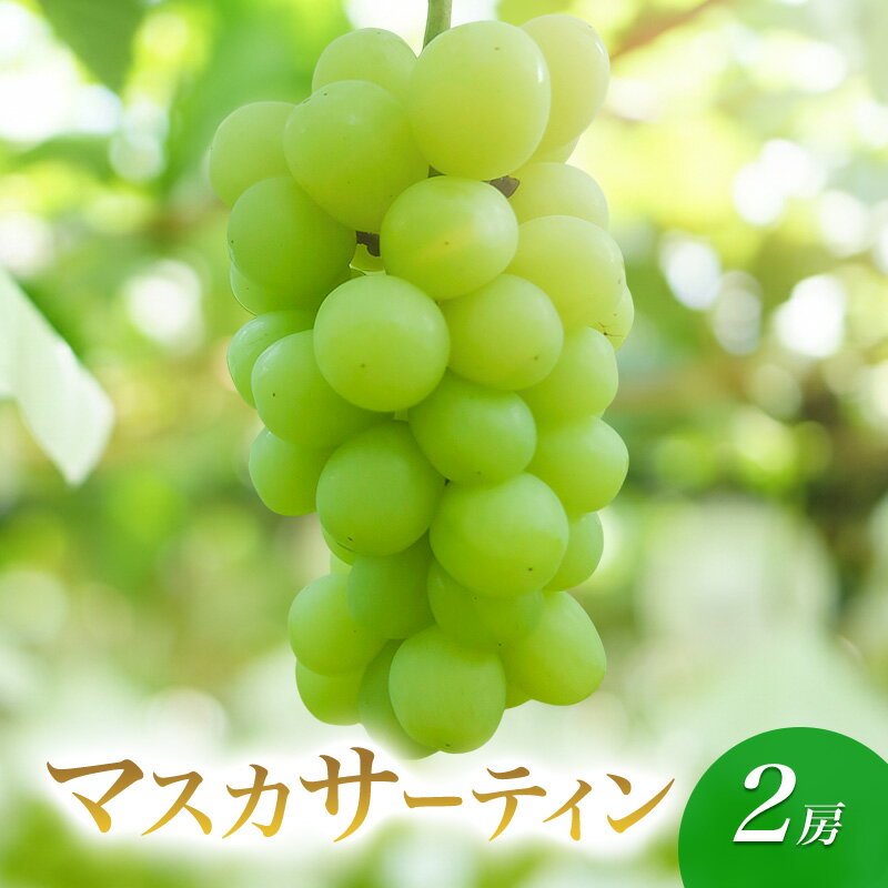 【ふるさと納税】2026年産訳ありマスカサーティン 2房　種なし 果物 葡萄 ぶどう マスカット フルーツ 長野県 駒ケ根市　お届け：2026年10月上旬～10月下旬