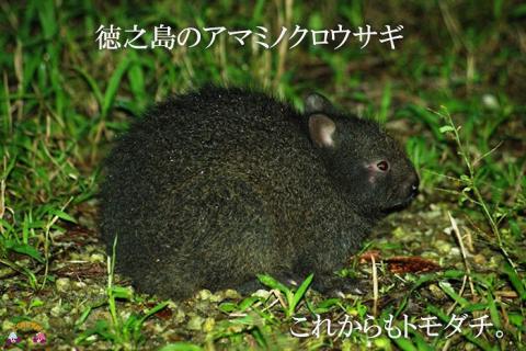 《2026年2月～3月お届け！》～アマミノクロウサギと共生を目指す農家さんの徳之島産たんかん3kg ( たんかん 柑橘 フルーツ 果物 徳之島 鹿児島 奄美 フレッシュ ビタミン 美味しい オススメ 