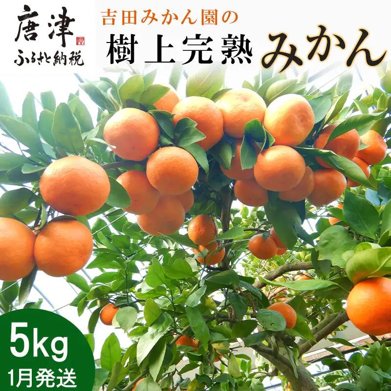 『先行予約』【令和9年1月から発送】吉田みかん園の樹上完熟みかん 5kg 柑橘 ミカン 蜜柑 フルーツ 果物