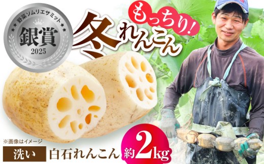 【年内配送】土壌からこだわった白石町産洗いれんこん約2kg【野中農園】佐賀県産 農家直送 直送 白石れんこん レンコン 蓮根 根菜 野菜 白石町産 高品質 九州 佐賀県 白石町 [IDC005]
