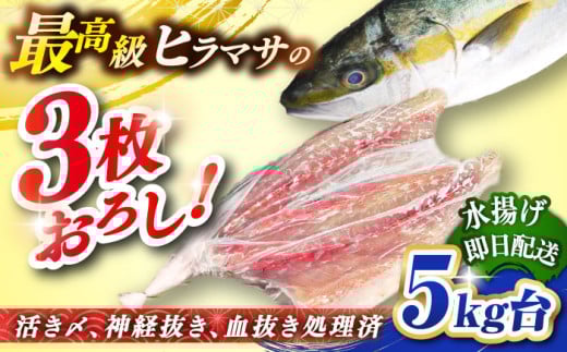 壱岐島産天然ヒラマサ（5キロ台・三枚おろし） 《壱岐市》【壱岐島　玄海屋】[JBS078] ヒラマサ 魚 刺身 煮物 カルパッチョ お寿司 84000 84000円