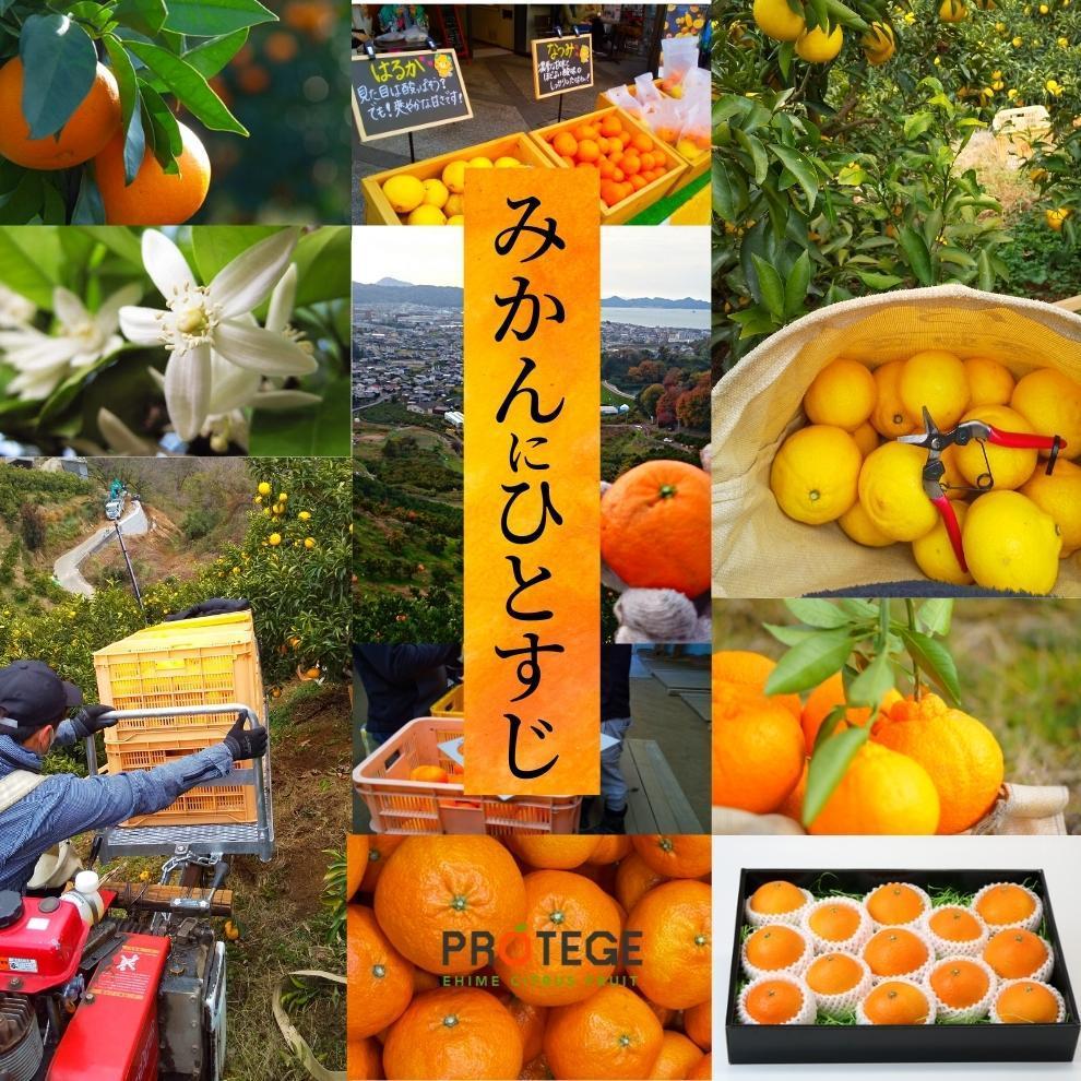 【早期予約受付中！2026年2月〜順次発送】【三種のみかん食べ比べ箱】 ＜2月から順次発送＞ せとか・はるか・伊予柑 約1.5kg 家庭用　 | 愛媛 みかん 先行予約 蜜柑 柑橘 果物 くだもの フ