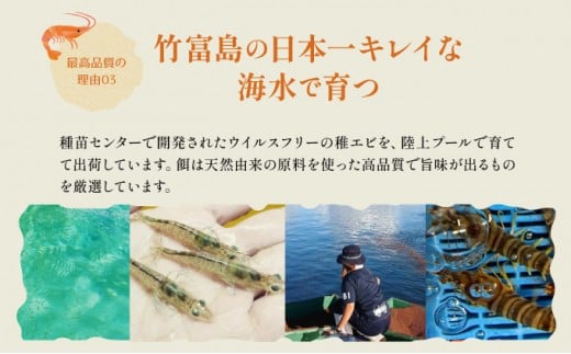 冷凍車えび 3kg 竹富島産 エビ 3kg　【冷凍車えび 】