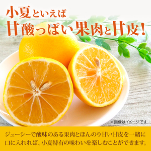 【2027年出荷分】小夏 (日向夏) 小夏 1.5kg