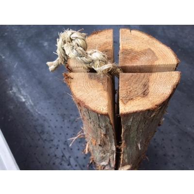 ふるさと納税 木津川市 【京都産】スウェーデントーチ　スモールサイズ(高さ40cm　直径15cm以上) |  | 01