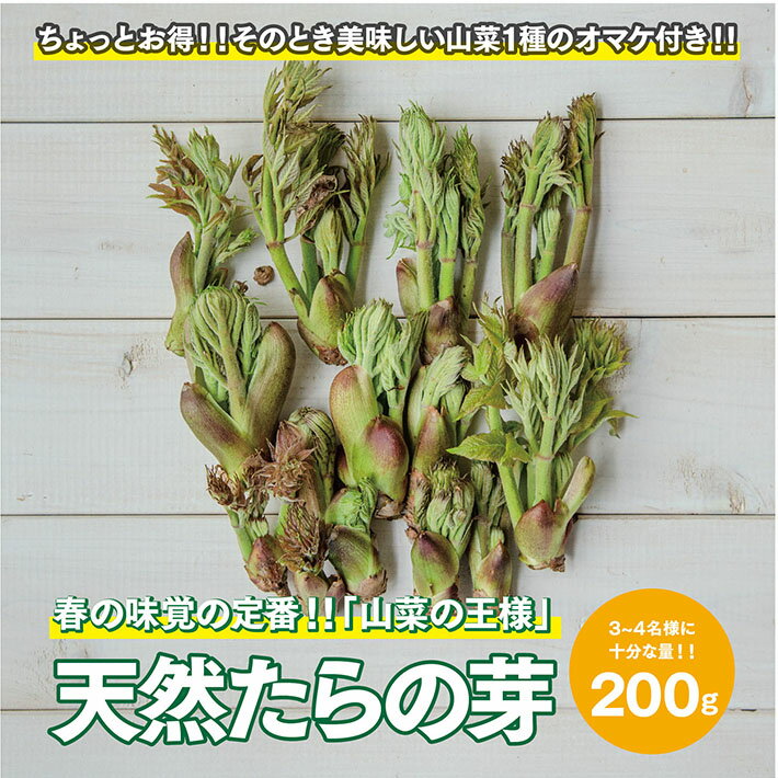 【ふるさと納税】天然たらの芽 約200g おまけの山菜1種付き 4月上旬～4月下旬頃お届け 冷蔵便 ※着日指定・離島発送不可 タラの芽 東北 山形県 遊佐町 庄内 野菜 天ぷら 自然 採れたて 春 旬 山菜